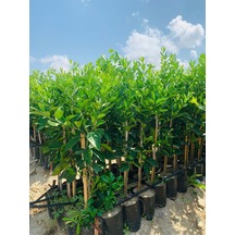 Tüplü Aşılı 3 Yaş Mandalina Fidanı 4 Adet