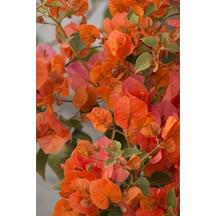 Serada Decor Plant Begonvil Sarmaşığı Pembe - Turuncu Bougainvillea Alexandra