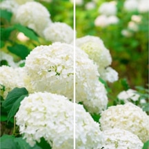Videolu 1 Adet Beyaz Ortanca Çiçeği 25-45 Cm Saksılı/tüplü Çiçekli Bodur Bitkiler Whıte Hydrangea