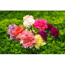 Karanfil Çiçeği Tohumu 100+ Tohum N114376