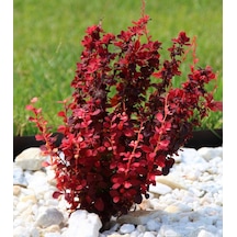Berberis Thunbergii Red Rocket Red Roket Kadıntuzluğu 25-40 Cm