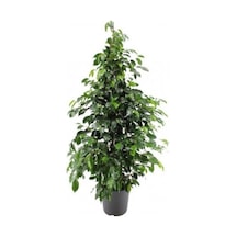 Benjamin Bitkisi 100 110 Cm Ficus Benjamina Ofis Bitkisi Ev Bitkisi Salon Bitkisi