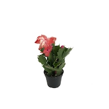 Schlumbergera 'Red' (Yılbaşı Çiçeği) Ø5,5 CM Y10-15 CM