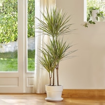 Madagaskar Dragon Ağacı – Dracaena Marginata 3 Gövdeli Yeşil