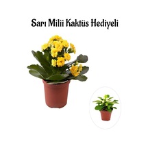Sevgililer Gününe Özel Sarı Renk Kalanşo-emel Hanım Çiçeği Sarı Milli Hediyeli