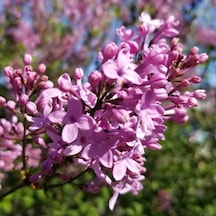 2 Yaş Leylak Fidanı Syringa Chinensis