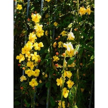 Videolu Sarı Yasemin Fidanı 100-12cm 1 Adet Saksılı Dış Mekan Sarmaşık Yellow Jasmine