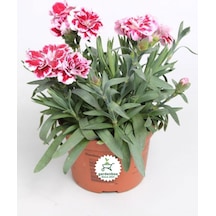 Kokulu Kırmızı Ebruli Karanfil Çiçeği 15-25 Cm Saksılı Bahçe Balkon Çiçeği