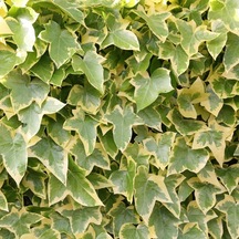 Alacalı Hedera – Orman Sarmaşığı 100 – 150 cm 4 Adet