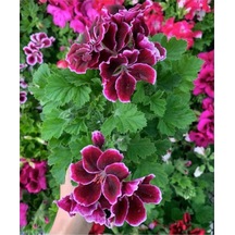 Ceylan Gözü Sardunya Fidanı Mor Beyaz 10-20 Cm
