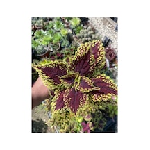Yaprağı Güzel Fidanı Kolyos Saksı Çiçeği 10-20 Cm