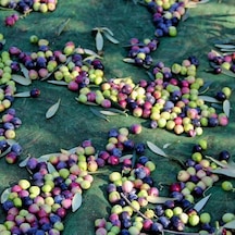 Morilu Zeytin Toplama Filesi Sergenlik Zeytin Yaygısı Yüzde 75'lik Zeytin Filesi Toplama Örtüsü