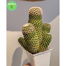 Mammillaria Bucareliensis Kaktüs 1 Adet