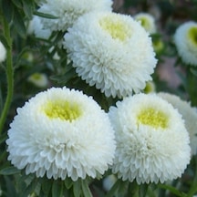 Pompon White Aster Çiçeği Tohumu 50 Tohum