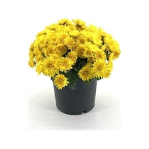Koyu Sarı Kasımpatı Krizantem Chrysanthemum 10-20 Cm