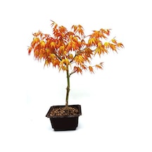 Katsura Bonzai Ağacı Tohumu 5 Tohum + Bonsai Tohumu