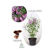 Yoğun Kokulu Leylak Çiçeği Fidanı 1 Adet Saksılı 30-60cm +yaprak Güzeli