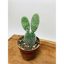 Opuntia Microdasys Tavşan Kaktüs