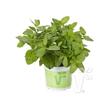 Geniş Yapraklı Hızlı Gelişen Garden Mint Bahçe Nanesi Fidesi 2 Adet