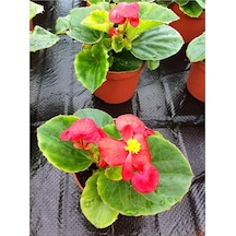 Begonya Çiçeği Kırmızı Begonıa Semperflorens 90 Adet