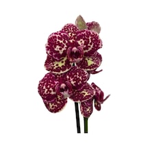 Phalaenopsis 'wild Cat' Bordo Orkide Ø12 Cm 45-50 Cm