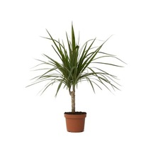 Dracena Marginata Bitkisi - Madagaskar Dragon Ağacı 50-60 Cm