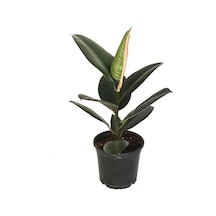Ficus Elastica (Kauçuk Çiçeği) Ø12 CM 30-35 CM