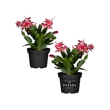 Yılbaşı Çiçeği Kırmızı 2 Adet 10-20cm Schlumbergera Truncata