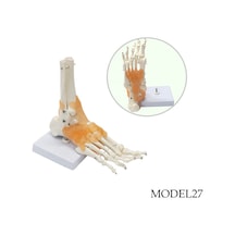 Ayak ve Ayak Bileği Maketi Model 27