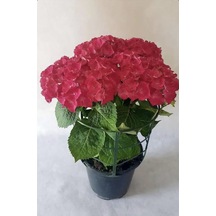 Kırmızı Ortanca Çiçeği Saksılı 30-40 Cm Boy Bol Dallı Diğer