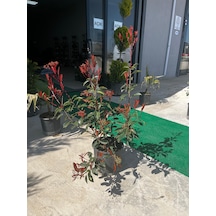 Alev Çalısı - Photinia Fraseri 'red Robin'