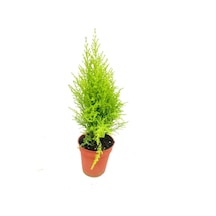 Cupresus, Limoni Servi Mini 45 - 50 Cm