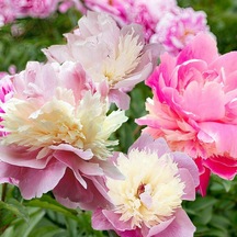 Kokulu Peonies Festiva Karışık Şakayık Çiçeği Yumrusu 3 Adet