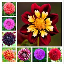 50 Adet Dahlia Çicek Tohumu 10 Adet Gül Tohumu N117481