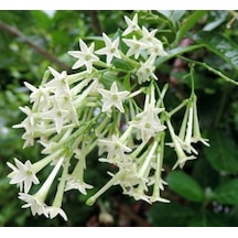 Melisa Çiçeği Fidanı 3 Adet - Cestrum Nocturnum N11.527