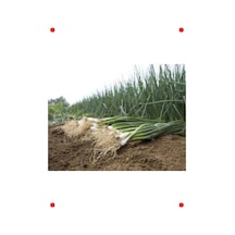 Zümrüt Soğan Tohumu 10 Gr
