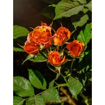 Avantajlı Yediveren Kokulu Turuncu Renkli 30 60 Cm 1 Adet Saksılı Aşılı Gül Orange Rose