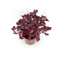 Kırmızı Çingene Şalvarı Bitkisi Fidanı 10-20 Cm