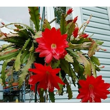 Epiphyllum Selenicereus Anthonyanus Atlas Çiçeği Fidanı 9 Luk Saksıda