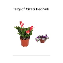 Hediyelik Kırmızı Renk Yılbaşı Çiçeği Sevgililer Gününe Özel Telgraf Hediyeli