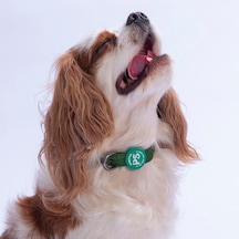 Çam Yeşili Köpek Boyun Tasması Ayarlanabilir Köpek Tasması Yeşil
