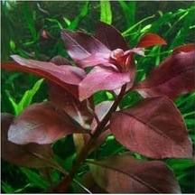 Ludwigia Repens Rubin Saksı- Canlı Bitki