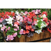Begonya Begonia Karışık Renklerde 30 Adet
