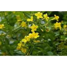 Sarı Yasemin Fidanı (jasminum Humile) 30 cm