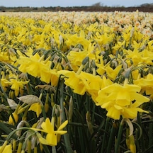 Sarı Yellow Ocean Nergis Soğanı 5 Adet