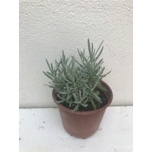 Yoğun Kokulu Aromatik Lavanta Fidanı 10-20 Cm