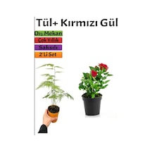 Kuş Konmaz + Kırmızı Gül Fidanı Saksılı 15-25 Cm Dış Mekan Bitkileri
