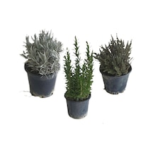 Aromatik Bitkiler, Mis Kokulu, Şifalı, 3'lü Mutfak Seti, Büyük Boy, Lavanta/biberiye/kekik