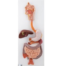 Sindirim Sistemi Modeli, 3 Parçalı - Sindirim Sistemi Maketi 01