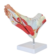 Ayak Anatomisi Modeli, Kas, Bağ, Sinir Ve Atardamarları İçeren, Gerçek Boyut, 9 Parçalı - Ayak Kası Maketi 01